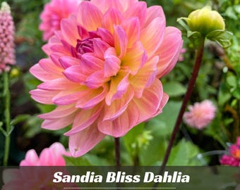Sandia Bliss Dahlia Seeds - Perennial - Authentic Seeds - Fast