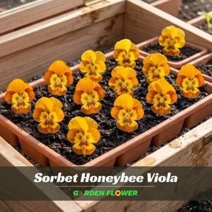 May include: Close-up of Sorbet Honeybee Viola flowers in a wooden planter. The flowers have yellow petals with orange edges and dark purple markings in the center. The text "Sorbet Honeybee Viola" and "Garden Flower" are displayed at the bottom.