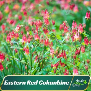 Eastern Red Columbine Seeds - Cold Resistant - Deciduous - Potted - Attracts pollinators -Plant in Late Summer to Early Fall #104