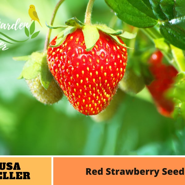 110 seeds| Red Strawberry Seeds -Perennial -Authentic Seeds-Flowers -Organic. Non GMO -Vegetable Seeds-Mix Seeds for Plant-B5G1#5006
