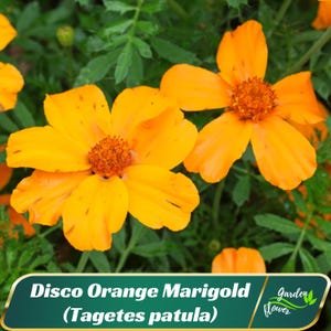 May include: Close-up of bright orange Disco Orange Marigold flowers with a dark orange center, surrounded by green foliage. The image includes the text "Disco Orange Marigold (Tagetes patula)" and "Garden Flower".
