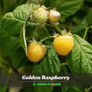May include: A cluster of golden raspberries on a green leafy vine, featuring two ripe yellow berries, one pale green unripe berry, and one small developing fruit. The text Golden Raspberry and GARDEN FLOWER is printed at the bottom.