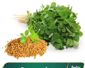 Fenugreek Seeds - Perennial - Authentic Seeds - Edible -  - Fast Growing - Vegetable Seeds - Planting In Spring/Fall - B5G1 #7041