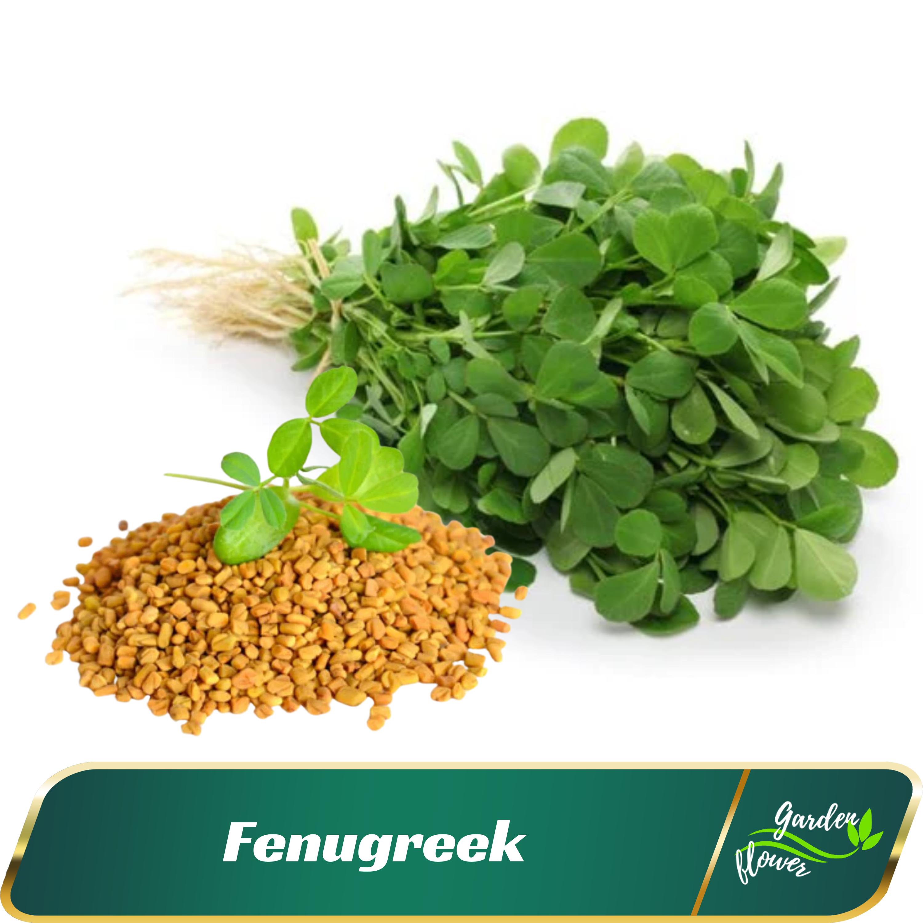 mustard seeds to plant Black Mustard