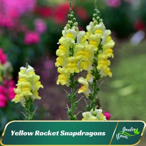 Yellow Rocket Snapdragons Seeds –Bright Yellow Blooms,Easy to Grow– Friendly - Open -Pollinating-Plant in early Spring -30 SEEDS - new4 - 21