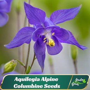 May include: A close-up of a vibrant purple Aquilegia Alpine Columbine flower with yellow stamens. The flower has delicate petals and is in full bloom. The image includes the text "Aquilegia Alpine Columbine Seeds" on a green banner.