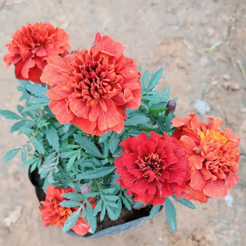 May include: A close-up view of a potted marigold plant with vibrant, orange-red flowers. The flowers have a layered, textured appearance, surrounded by green, serrated leaves. The plant is in a black pot, set against a neutral background.