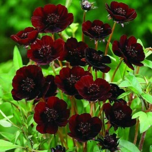 May include: A cluster of dark chocolate-colored cosmos flowers with velvety petals and prominent central discs, supported by slender green stems and surrounded by vibrant green foliage, showcasing multiple blooms in various stages of growth.