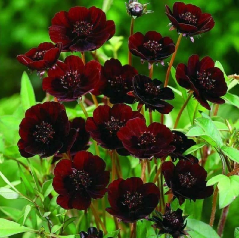 May include: A cluster of dark chocolate-colored cosmos flowers with velvety petals and prominent central discs, supported by slender green stems and surrounded by vibrant green foliage, showcasing multiple blooms in various stages of growth.