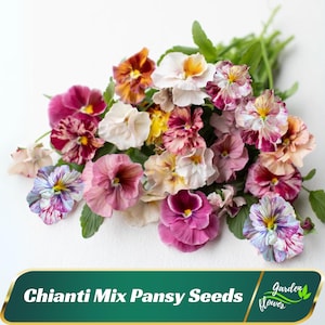 May include: A vibrant assortment of Chianti Mix Pansy Seeds, featuring a variety of colors including purple, white, yellow, and orange. The pansies have unique patterns and textures, with green foliage in the background. The image includes the text "Chianti Mix Pansy Seeds".
