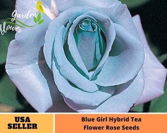 25+ Rare Seeds| Hybrid Tea Blue Girl Rose Seeds-Perennial -Authentic Seeds-Flowers -Organic. Non GMO-Mix Seeds for Plant-B3G1#1045