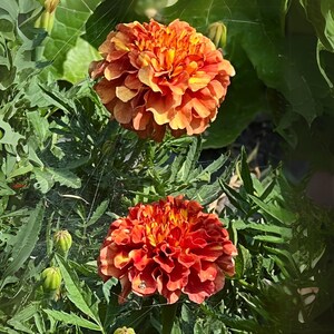 May include: Two vibrant orange and yellow zinnia flowers in full bloom, set against a backdrop of lush green foliage. The flowers have multiple layers of petals, creating a full, textured appearance. The image captures the natural beauty of the garden.