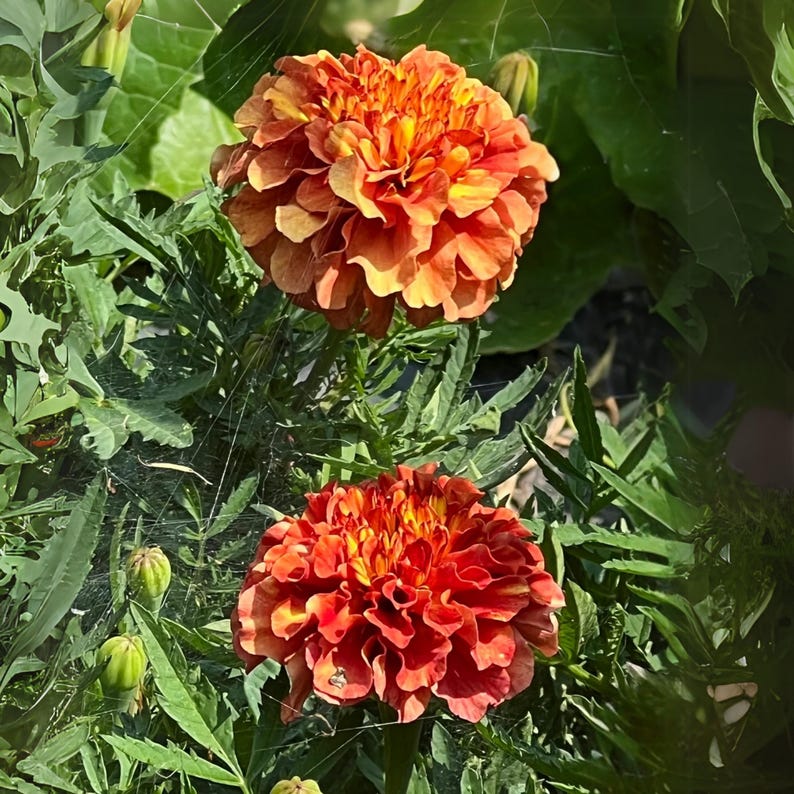 May include: Two vibrant orange and yellow zinnia flowers in full bloom, set against a backdrop of lush green foliage. The flowers have multiple layers of petals, creating a full, textured appearance. The image captures the natural beauty of the garden.