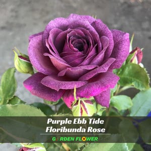 May include: A deep purple Ebb Tide floribunda rose in full bloom with layered, velvety petals. The flower is surrounded by several green leaves and small, unopened rosebuds with hints of purple and green, featuring the text Purple Ebb Tide Floribunda Rose.