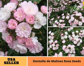 30 Rare Seeds| Dentelle de Malines Rose Seeds | Perennial- Authentic -Flowers -Organic. Non GMO -Vegetable -Mix Seeds for Plant-B3G1 #1187