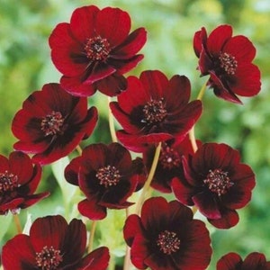 May include: A cluster of deep dark red chocolate cosmos flowers with velvety petals and prominent central discs. Each flower features multiple rounded petals in a rich maroon hue, supported by slender green stems, showcasing a vibrant floral display.