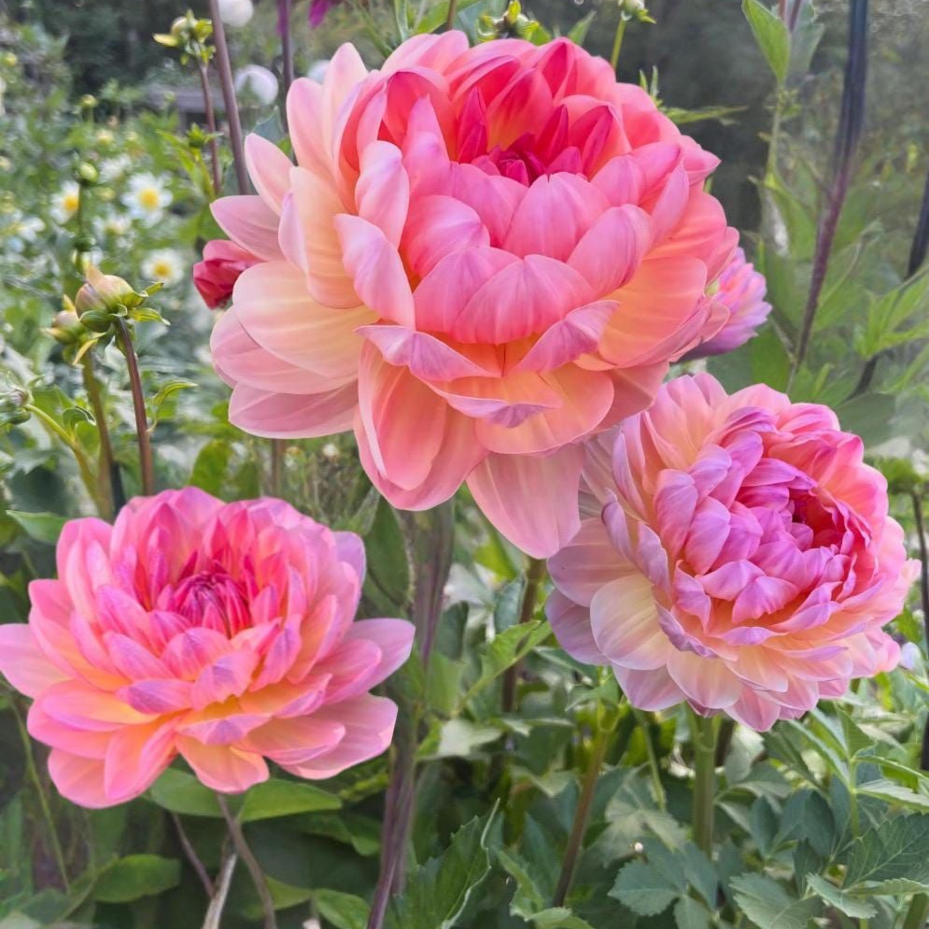Sandia Bliss Dahlia Seeds - Perennial - Authentic Seeds - Fast