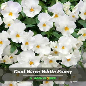 May include: A cluster of white pansy flowers with bright yellow centers and subtle purple veining, featuring green foliage. The image includes the text Cool Wave White Pansy and GARDEN FLOWER in white and green lettering at the bottom.