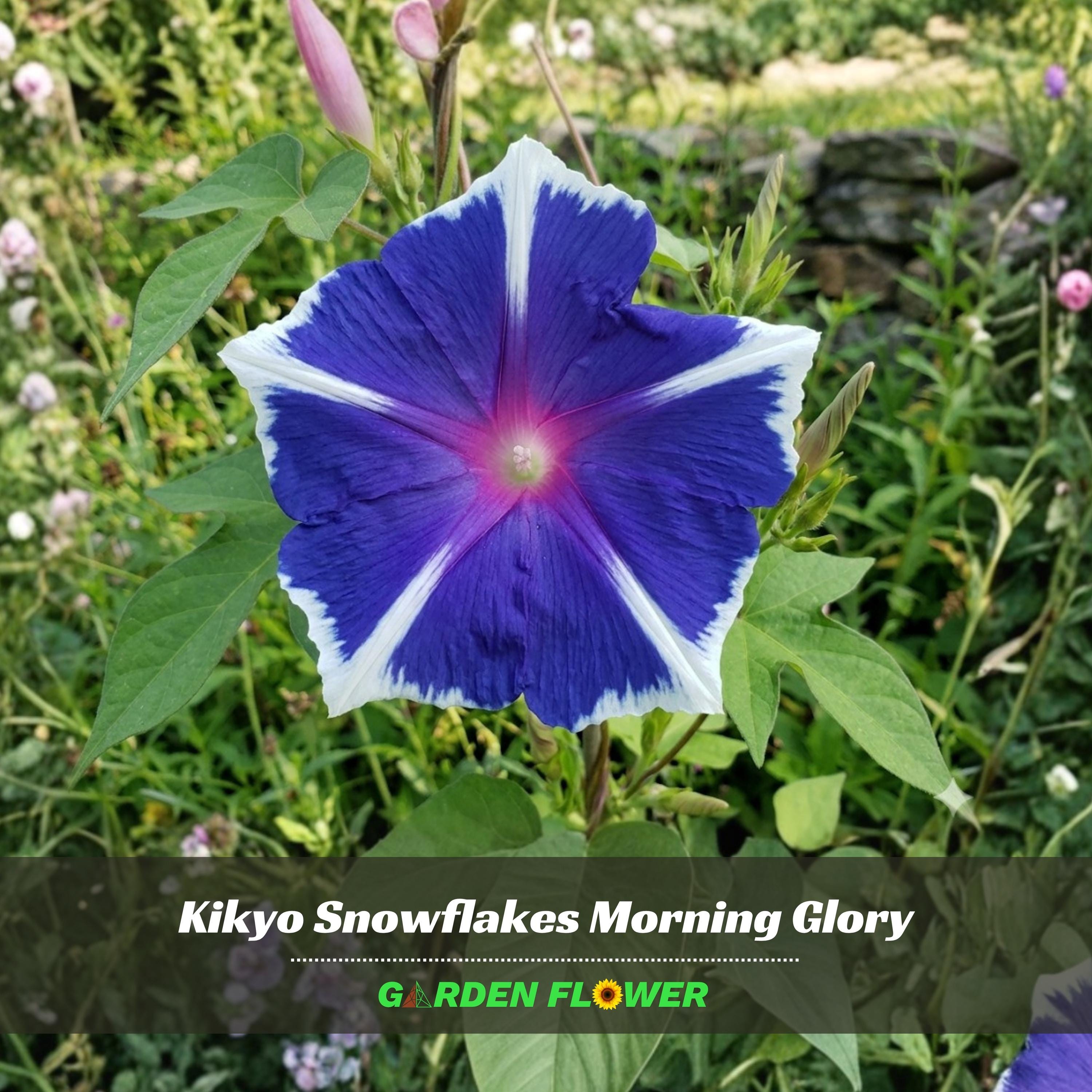 Kikyo Snowflakes Morning Glory - Vine Seeds - Authentic Seeds