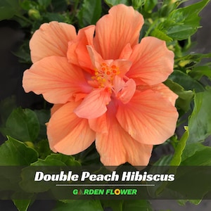 May include: A double peach hibiscus flower with layered, ruffled petals in a soft orange hue, featuring a prominent central stamen with yellow pollen. The text Double Peach Hibiscus and GARDEN FLOWER is visible at the bottom.