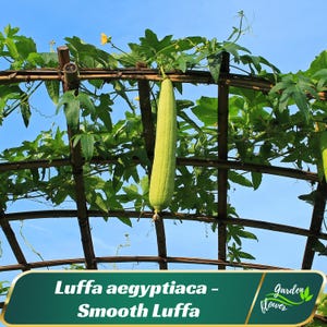 May include: A long, green smooth luffa gourd hangs from a wooden trellis, surrounded by lush green leaves and vines. The image is set against a bright blue sky. The text "Luffa aegyptiaca - Smooth Luffa" is displayed on a green banner.
