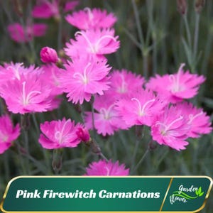Pink Firewitch Carnations - Dianthus - Authentic Seeds - Cold Resistant - Drought Tolerant - Clumping- Planting In Spring/ Fall -   #ca32