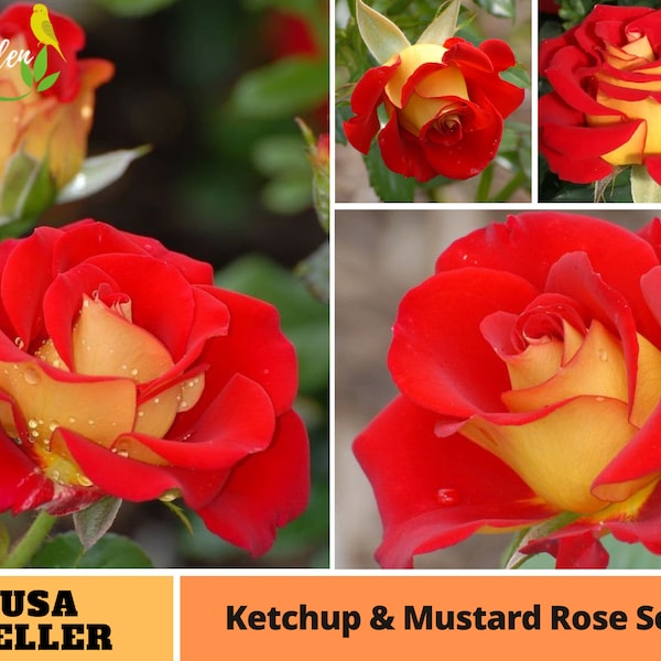 25+ Rare seed | Ketchup & Mustard Rose Seeds- Perennial -Authentic Seeds-Flowers -Organic. Non GMO -Mix Seeds for Plant-B3G1#A096