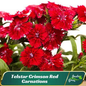 Telstar Crimson Red Carnations - Dianthus - Authentic Seeds - Cold Resistant - Drought Tolerant - Planting In Spring/ Fall -   #ca29