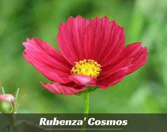 Red Cosmos Seeds - Authentic Seeds - Open-Pollinating - Shrub Seeds - Easy To Grow - Planting In Spring/ Summer -   #L010