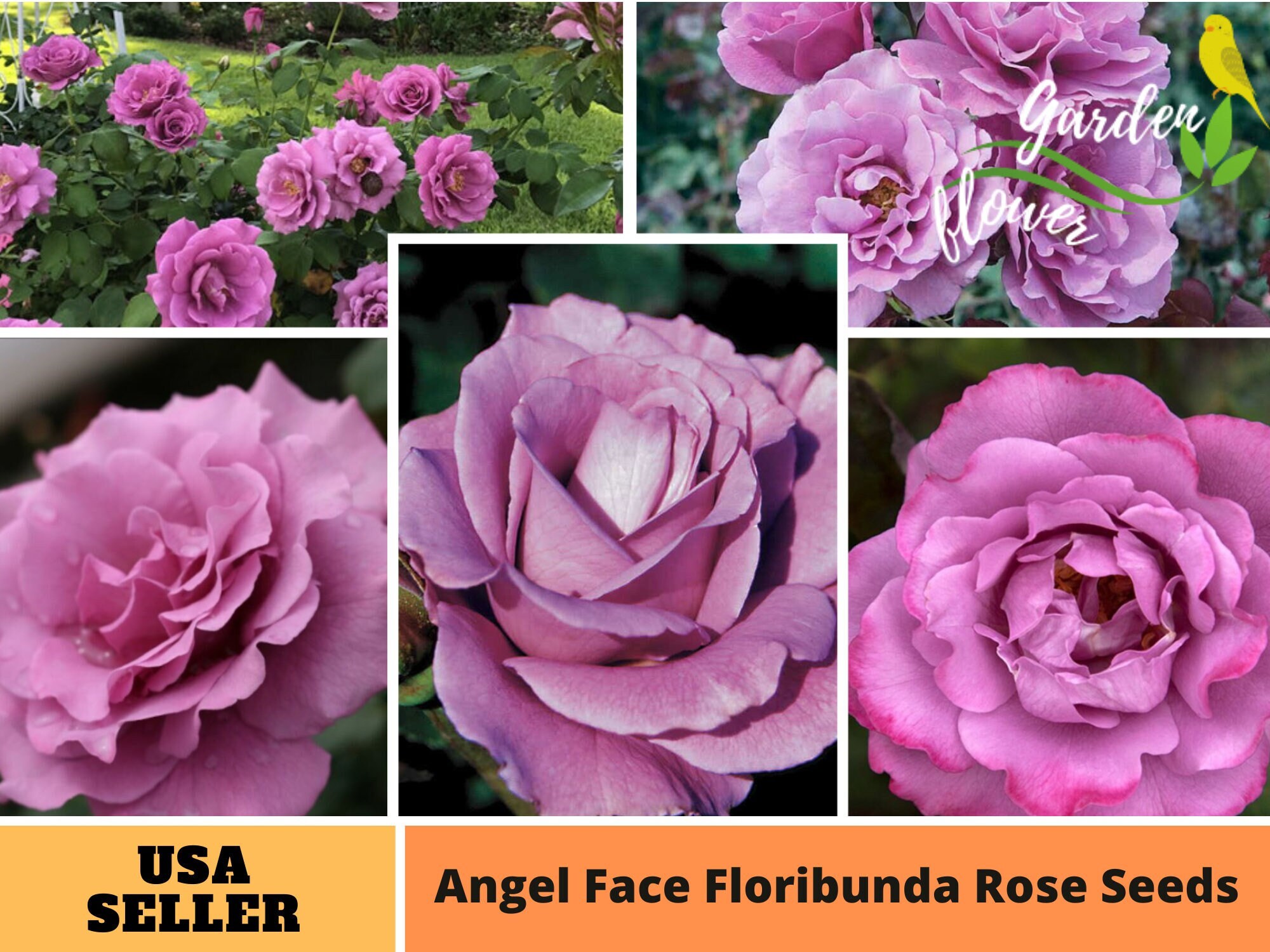 Angel Face Rose Bush