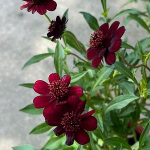 May include: A cluster of deep dark red chocolate cosmos flowers with velvety petals and prominent central discs, supported by thin green stems and lance-shaped green leaves. The blossoms exhibit a rich maroon hue with textured centers.