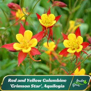 Red and Yellow Columbine &#39;Crimson Star&#39;, Aquilegia Seeds - Deciduous - Potted -Attracts pollinators -Plant in Late Summer to Early Fall #110