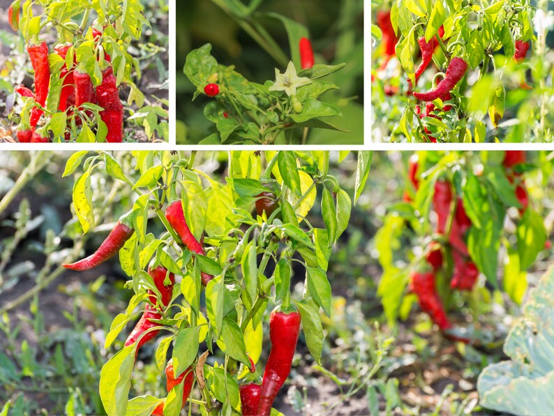 35 Seeds Bird's Eye Chili Peppers thai Seeds Annual Vegetable Seeds