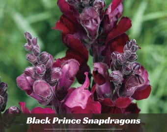 May include: Close-up of Black Prince Snapdragons, featuring deep burgundy and purple blooms. The flowers have a velvety texture and are set against a blurred green background. The text "Black Prince Snapdragons" and "GARDEN FLOWER" are visible.