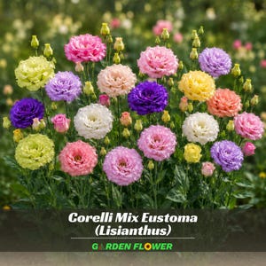 Corelli Mix Eustoma Lisianthus Seeds - Eustoma grandiflorum - Colorful Double Blooms - Elegant Cut Flower Garden Plant   #9476