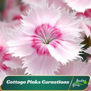 Cottage Pinks Carnations - Dianthus - Authentic Seeds - Cold Resistant - Drought Tolerant - Clumping - Planting In Spring/ Fall -   #ca33