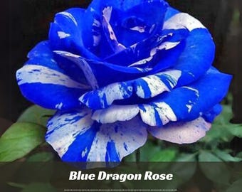 30+ Rare Seeds| Blue Dragon Rose Seeds - Perennial - Authentic