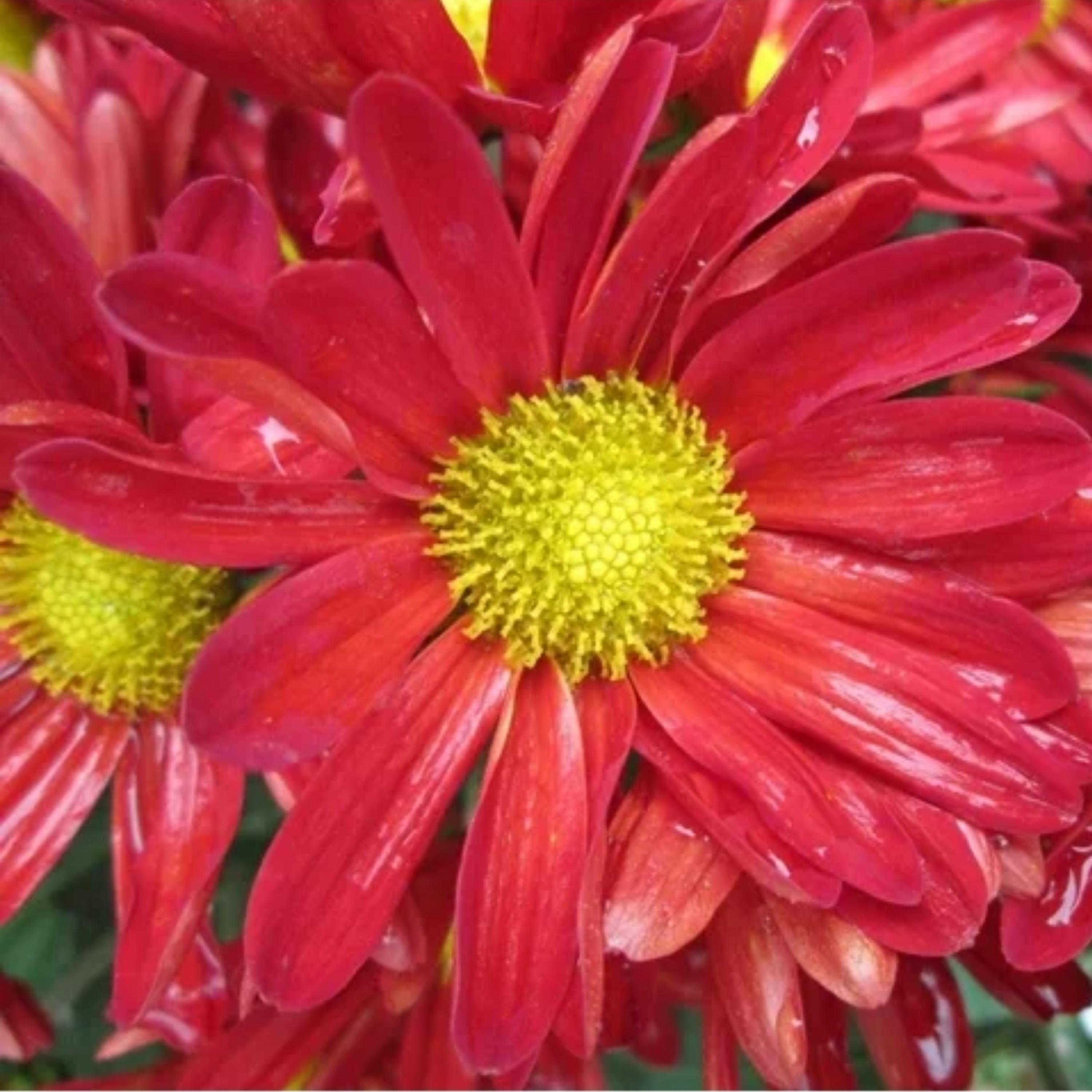 Edmonds Daisy Color Robinson's Red Painted Daisy Seeds - Authentic Seeds - Cold Resistant ...