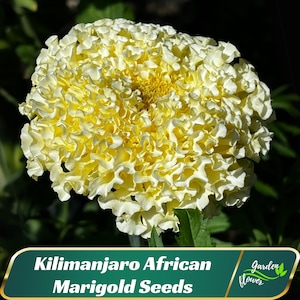 Kilimanjaro African Marigold Seeds - Open-Pollinating - Draft Resistant -Cold Resistant -Dwarf - Plant in Spring/After frost - 25 Seeds #296