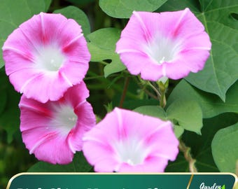 Pink Shiva Morning Glory Seeds - Vine Seeds - Authentic Seeds - Fast Growing - Flower - Climbing - Planting In Spring   #F004