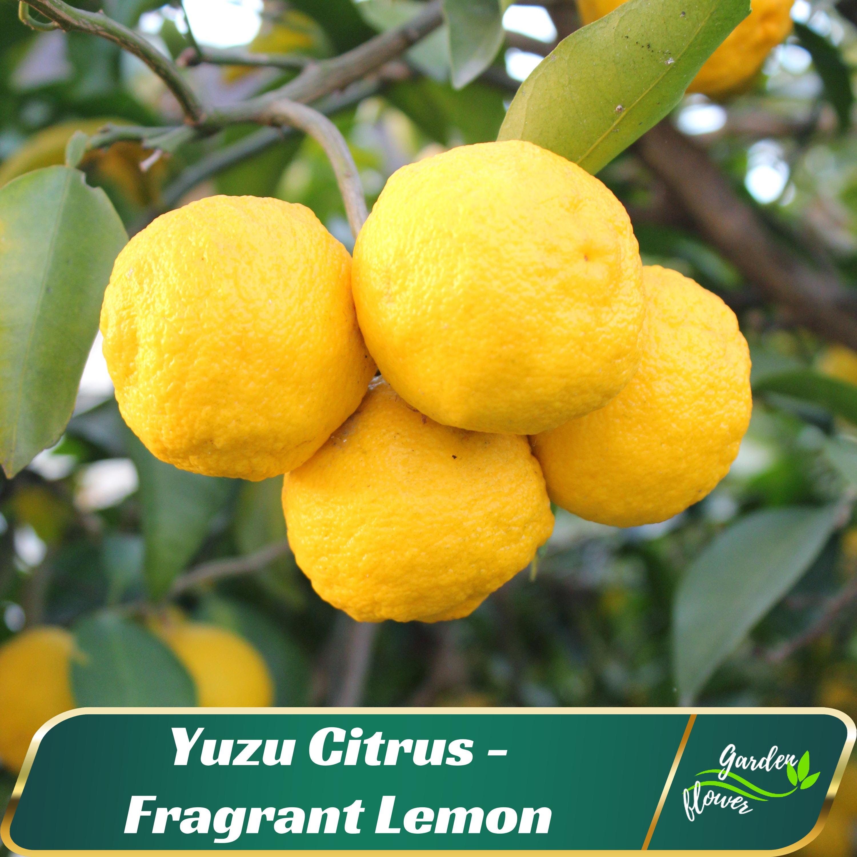 5s - Yuzu Citrus Seeds - Fragrant Lemon - Japanese Lemon