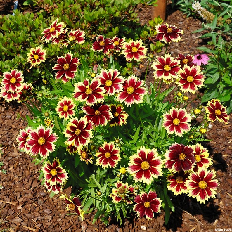 GardenFlowerSeed Coreopsis Seeds - Thumbnail 2