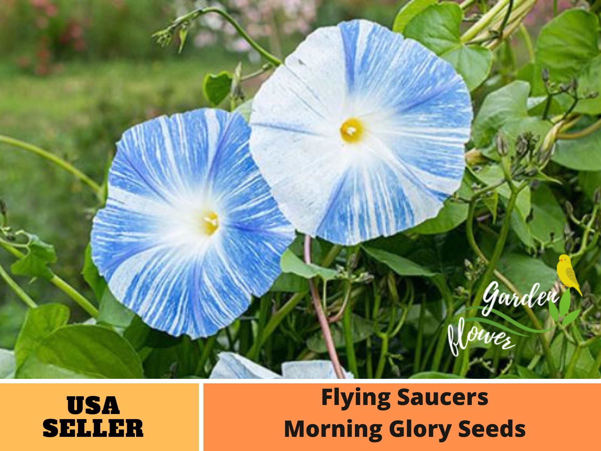 30 Rare Seedsflying Saucers Morning Glory Perennial Etsy
