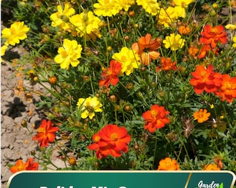 Polidor Mix Cosmos Seeds - Authentic Seeds - Open-Pollinating - Clumping - Easy To Grow - Planting In Spring/ Summer -   #L005