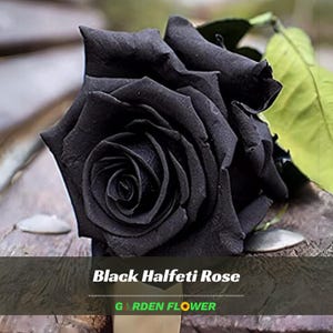 Black Velvet Rose Seeds - Etsy
