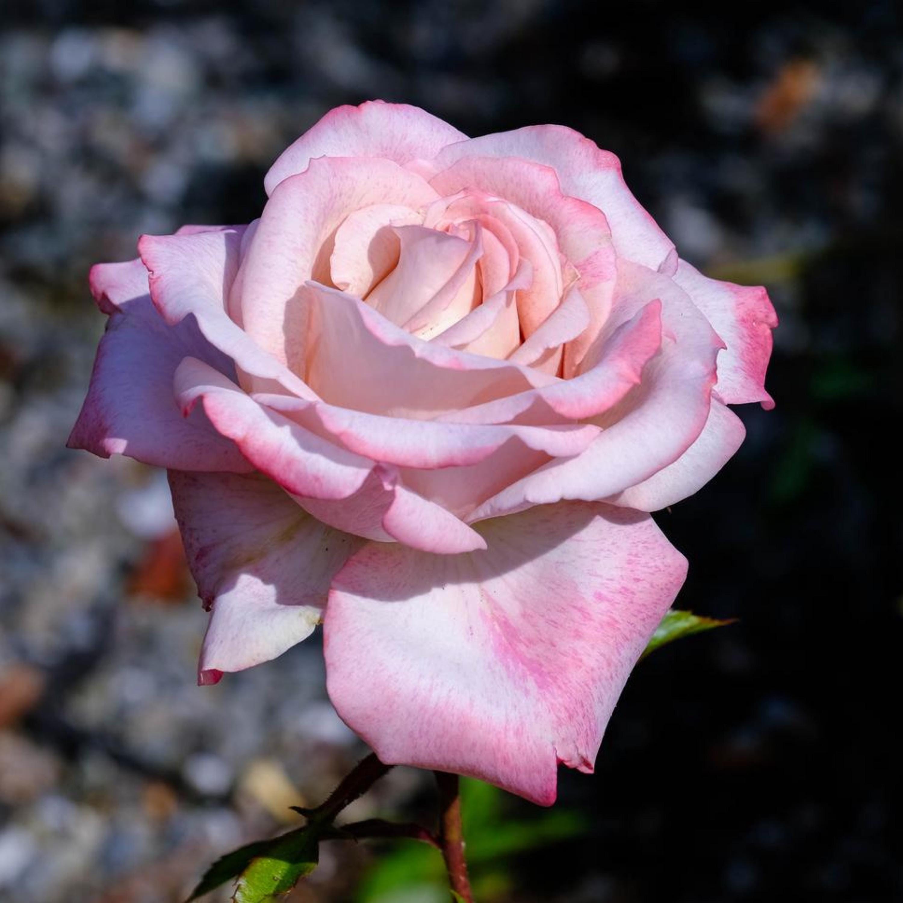 Pink Tea Roes 30+ Rare Seeds| White Pink Hybrid Tea Rose Seeds - Perennial ...