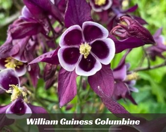 William Guiness Columbine Seeds – Deep Purple & White Aquilegia – Friendly- Open - Pollinating - Plant in early Spring