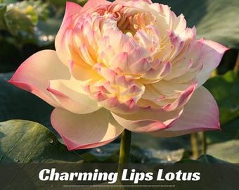 5 Charming Lips Lotus Seeds - Indian Lotus (Nelumbo Nucifera) - Perennial - Edible - Cold Resistant - Planting In Late Spring-Summer #Q051