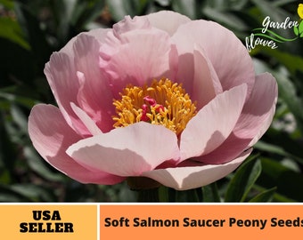 10+ Rare Seeds| Soft Salmon Saucer Peony Seeds -Perennial -Authentic Seeds-Flowers -Organic. Non GMO -Seeds-Mix Seeds for Plant-B3G1#B020