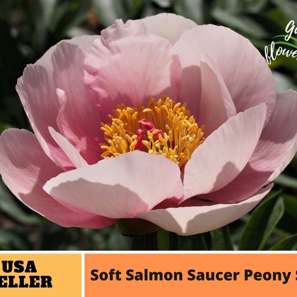 10+ Rare Seeds| Soft Salmon Saucer Peony Seeds -Perennial -Authentic Seeds-Flowers -Organic. Non GMO -Seeds-Mix Seeds for Plant-B3G1#B020